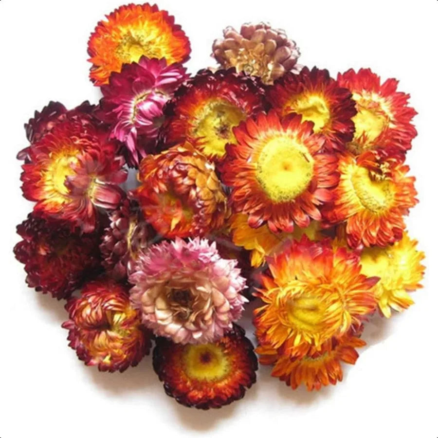 TooGet Fragrant Dried Flowers and Herbs Accessories Decorations 9 Bags Set Dry Flowers for Soap Bath Bombs Making and Dried Flo